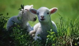 户外直播91年的羊,羊年记忆里的青春足迹